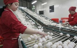 Ленобласть увеличивает производство яиц