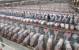 Россия намерена изучить экологические стандарты китайского свиноводства