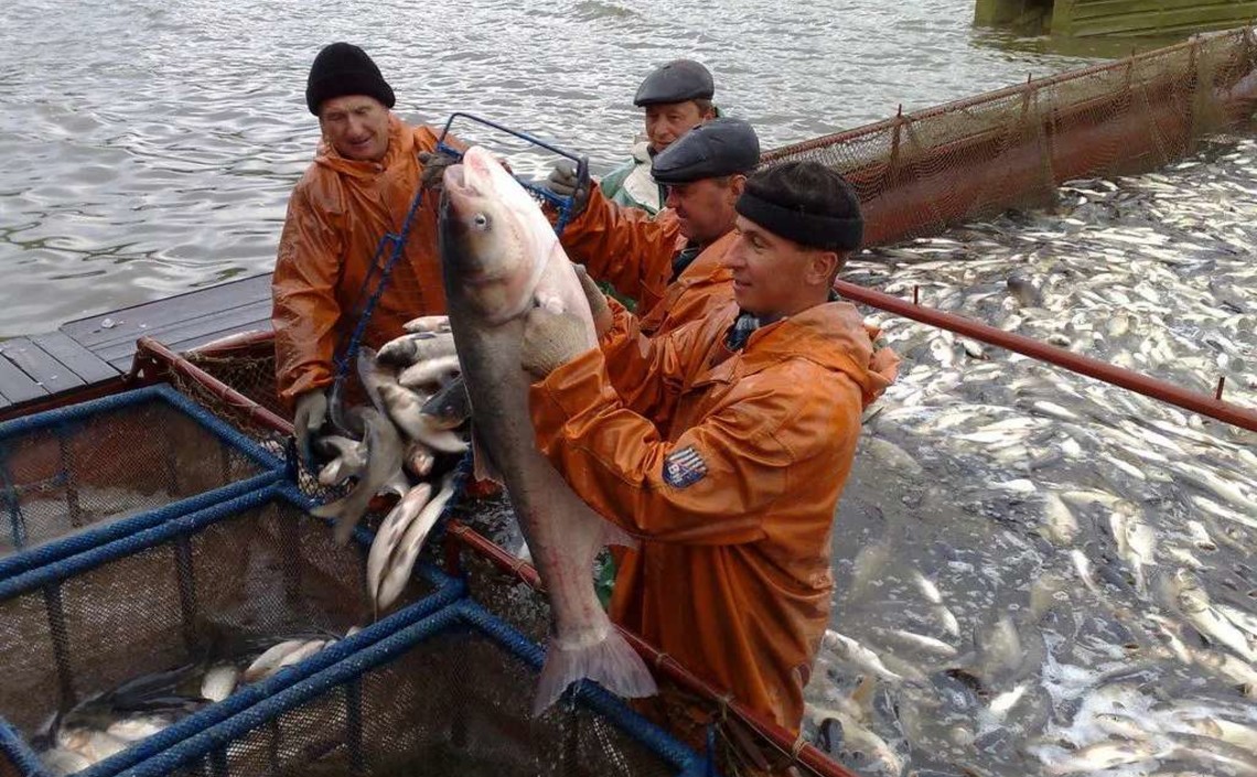 Аквафермеров Дона готовы поддержать рублем
