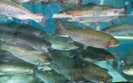 Кролиководы займутся аквакультурой