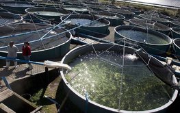 РФ способна достигнуть самообеспеченности по рыбным кормам за четыре года