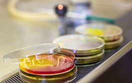 Ученые КубГАУ увеличили коллекцию микроорганизмов для создания кормовых пробиотиков
