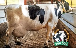 Корова из Владимирской области стала рекордсменом по продуктивному долголетию