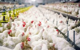 В России разрабатывают добавку на основе хлореллы для птицеводства