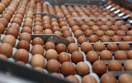Ленинградская область остается лидером по объемам производства яиц