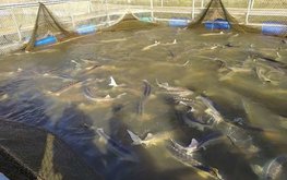 Рыбоводы предлагают создать на Урале центр аквакультуры