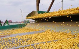Китайский инвестор вложится в выращивание сои в Приморье