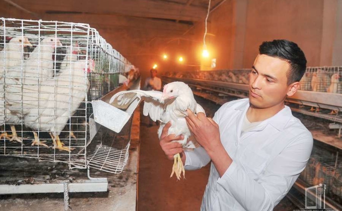 Индийская Avee Broilers может начать производство мяса птицы в Узбекистане