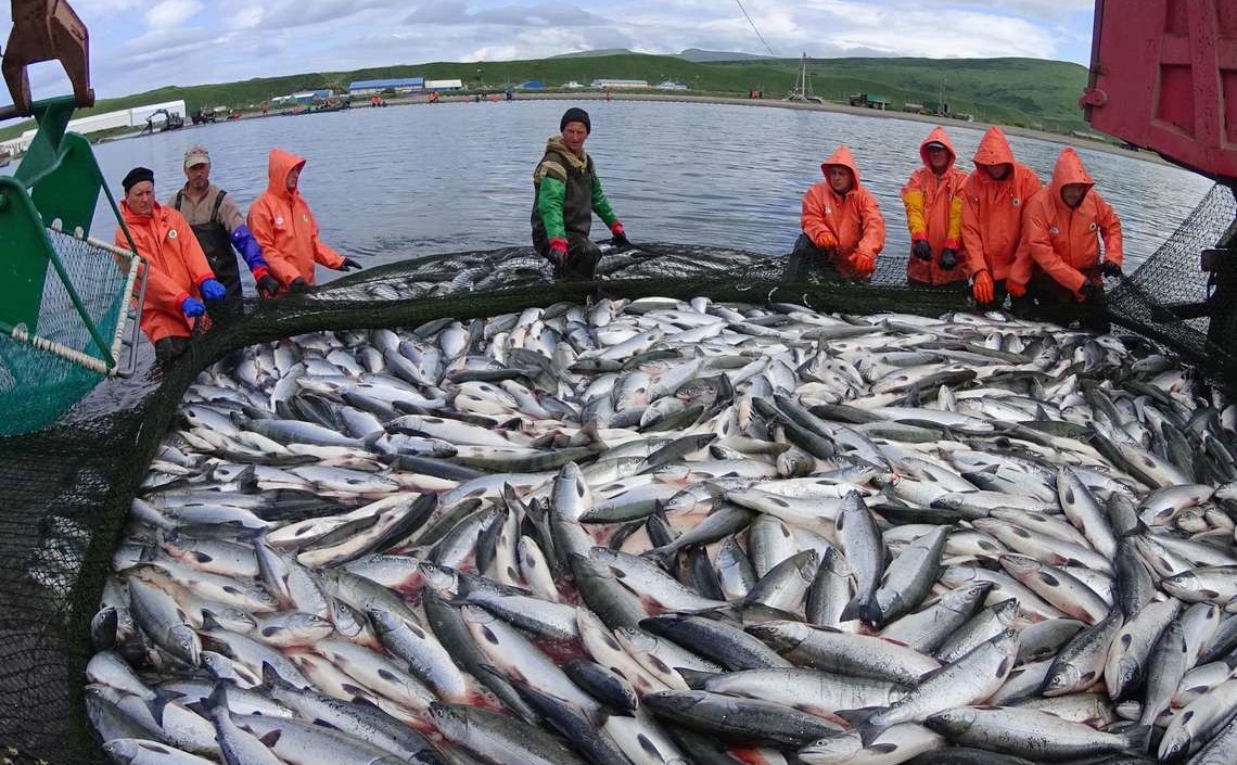 На развитие рыбного хозяйства России направят более 700 млн рублей