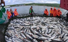 На развитие рыбного хозяйства России направят более 700 млн рублей