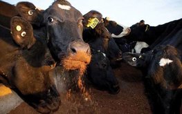 Пищевые продукты пустят на корм скоту