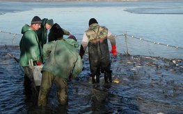 Венгерская аквакультура: альтернативный подход