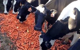 Эксперты Россельхознадзора рассказали, при каких условиях некачественные продукты можно пускать на корм скоту