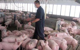 Польша: Сейм выступил за продление возможности использования ГМ-кормов