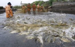Закон об аквакультуре разрабатывается в Беларуси