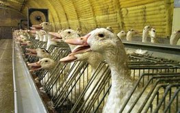 Крупная утиная ферма откроется в Подмосковье