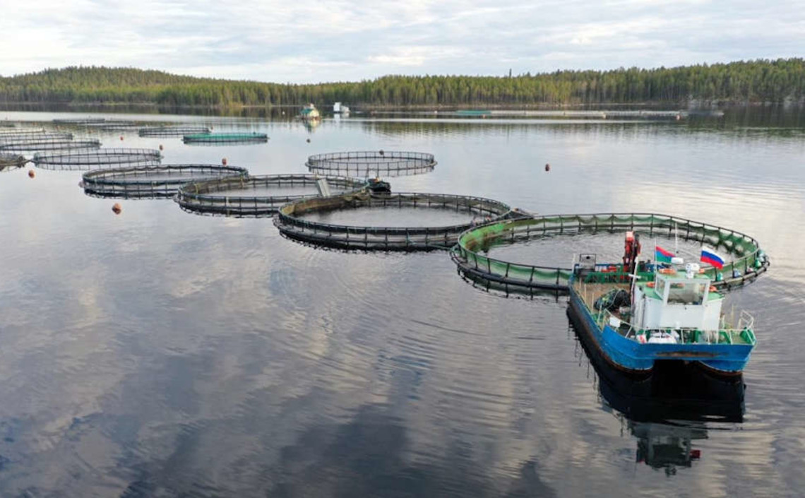&laquo;Инарктика&raquo; и &laquo;Мираторг&raquo; начали работу по локализации селекции лосося