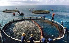 Зависимость аквакультуры от дикой рыбы оказалась выше ожидаемой