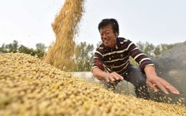 Китай ожидает сокращения урожая сои