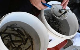 Арендованным лососевым заводам дадут перейти на товарную аквакультуру без торгов