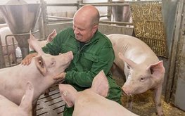 В России с 2025 года возобновят льготное инвесткредитование свиноводства