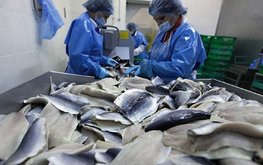 Ученые нашли новый способ выделять белковый гидролизат из рыбных отходов
