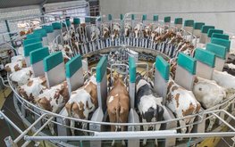 Минсельхоз включил в приоритеты льготного кредитования молочное животноводство