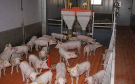 Инвестиции в свиноводство под угрозой: отсутствие роста цен может привести к снижению производства