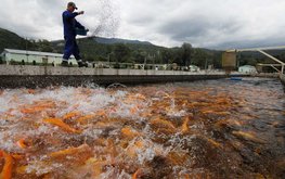 Аграрии РФ смогут застраховать на льготных условиях аквакультуру в 2025 году