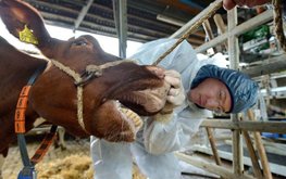 РФ и Белоруссия с 15 января запрещают ввоз продукции животноводства из Германии