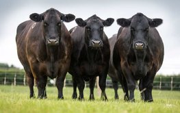 Минсельхоз планирует увеличить племенное поголовье КРС в пять раз к 2030 году