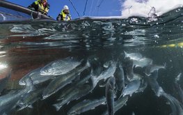Rabobank: Рыба и морепродукты могут стать главным источником животного белка на фоне проблем мировой торговли