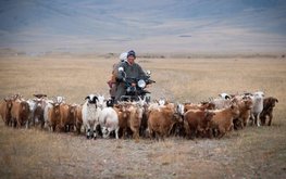 В Монголии хотят создать передовую модель животноводства