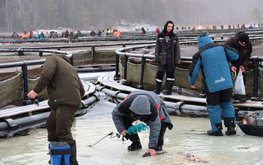 Как спасти Карелию от форелевой лихорадки?