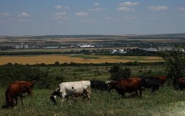 Ставропольские ученые разрабатывают технологию для роста молочного животноводства