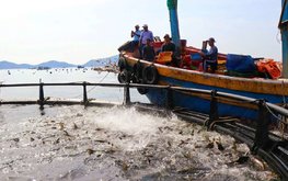 Вьетнам запускает пилотные проекты по аквакультуре в открытом море