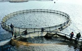 Карелия сохранила лидерство по производству форели в России