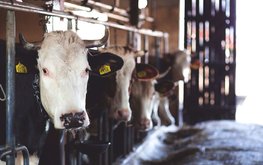 Молочная продуктивность коров выросла на 6,3%