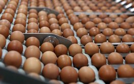 Агрокомплекс &laquo;Оредеж&raquo; увеличит производство яиц до 1 млрд штук