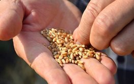 Фермеры и Минсельхоз договорились о временных решениях для ФГИС &laquo;Семеноводство&raquo;
