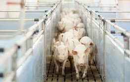 Структура тайской CP Foods может купить свинокомплекс в Новгородской области