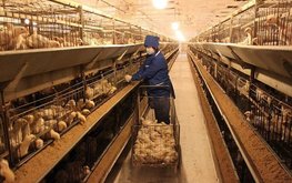 Свердловская птицефабрика возместит ущерб за испорченные пометом почвы