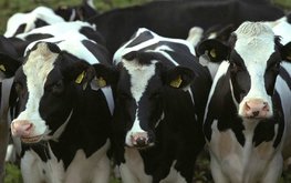 Система племенных ресурсов в 2025 году будет доступна во всех регионах РФ
