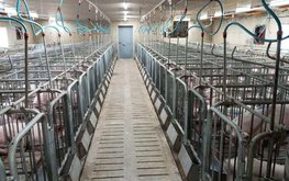 В свиноводческий комплекс &laquo;Тропарево&raquo; завезли элитное поголовье свиней