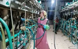 Доярки и зоотехники вошли в топ востребованных вакансий в животноводстве