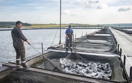 Россия нацелилась на импортозамещение рыбных вакцин