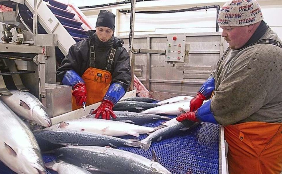 В Норвегии научились превращать рыбные отходы в ценные кормовые добавки