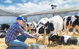 ФАО: повышение продуктивности скота -  ключ к сокращению применения антибиотиков в животноводстве
