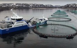На Сахалине увеличили объемы производства товарной аквакультуры тихоокеанских лососей