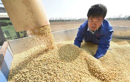 Китай планирует значительно увеличить производство сои в 2025 году